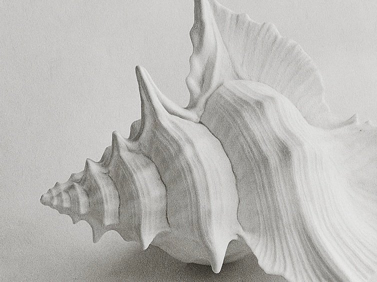 Black and white close-up photograph of a large conch sea shell lying on its side against a soft, neutral background
