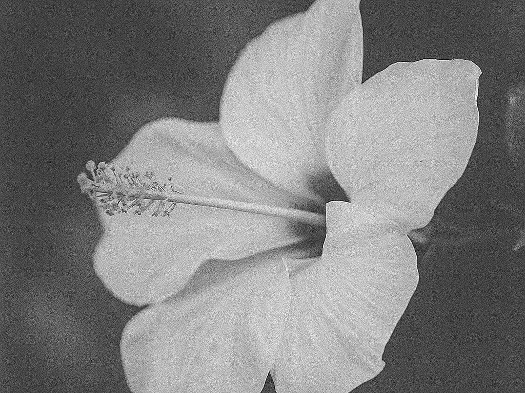 Vanilla in the Elevator