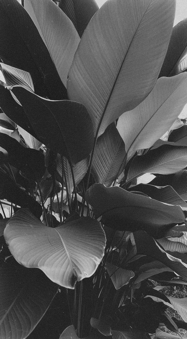 from craft to patty: doner in canada